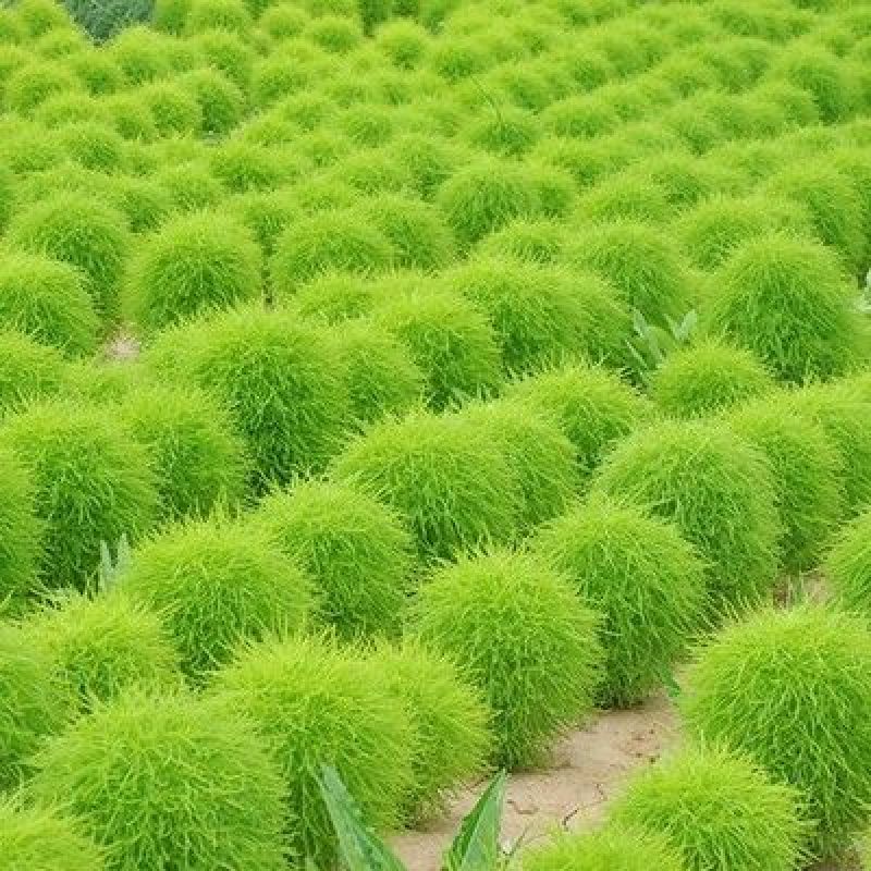 红地肤种子绿地肤种子抗旱耐旱易成活扫帚草种籽花坛庭院盆栽