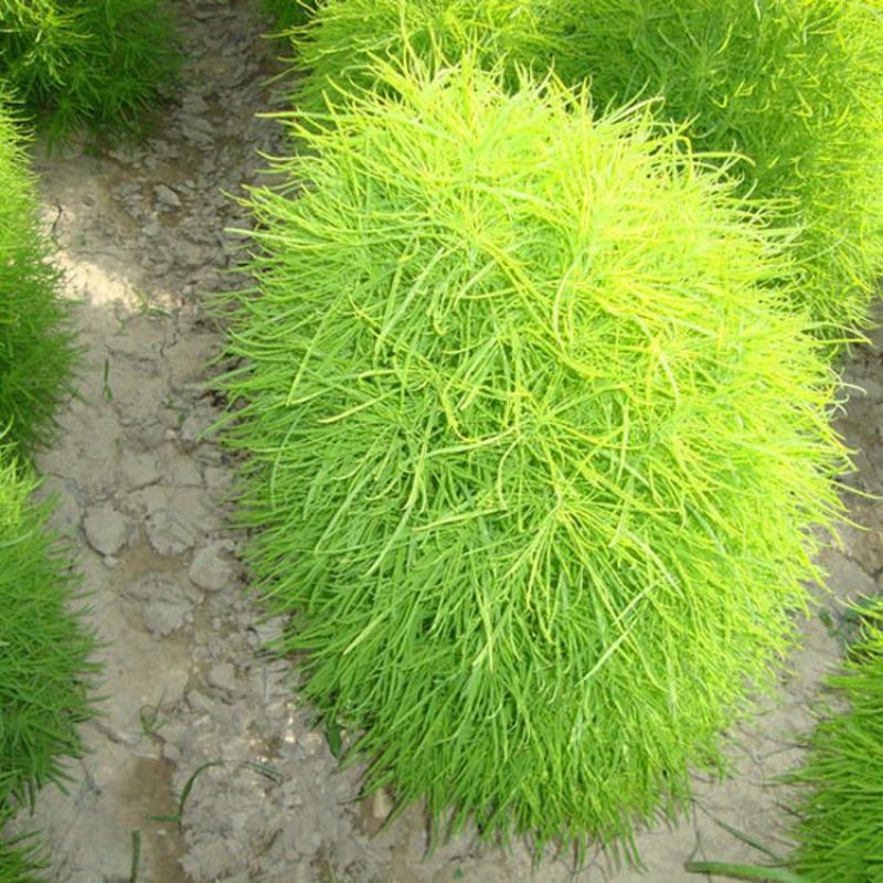 红地肤种子绿地肤种子抗旱耐旱易成活扫帚草种籽花坛庭院盆栽