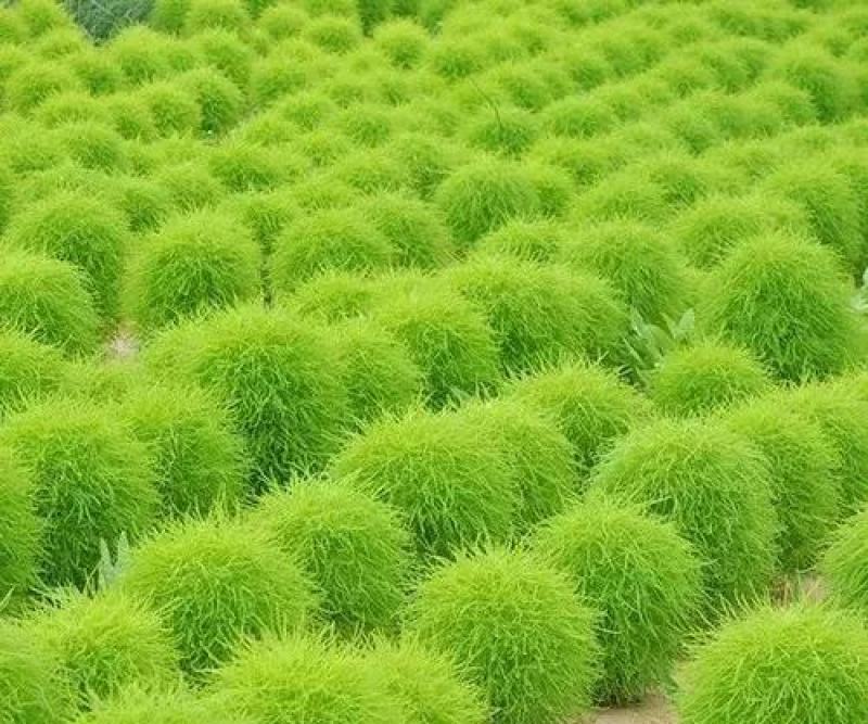 红地肤种子绿地肤种子抗旱耐旱易成活扫帚草种籽花坛庭院盆栽