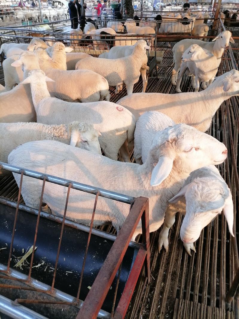 澳洲白羊，种羊，怀孕羊，羊羔，场家直销，全国送货
