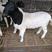 澳洲白羊，种羊，怀孕羊，羊羔，场家直销，全国送货