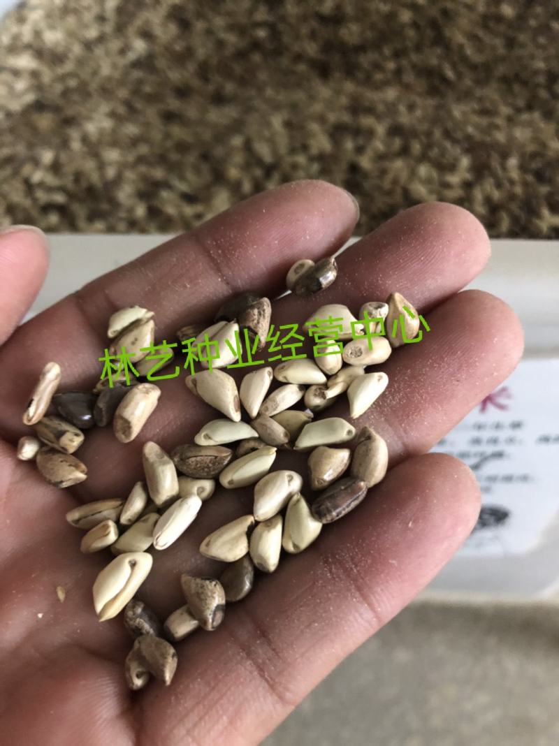 墨西哥玉米草种牧草种籽四季养殖多年生再生进口猪牛羊兔畜禽