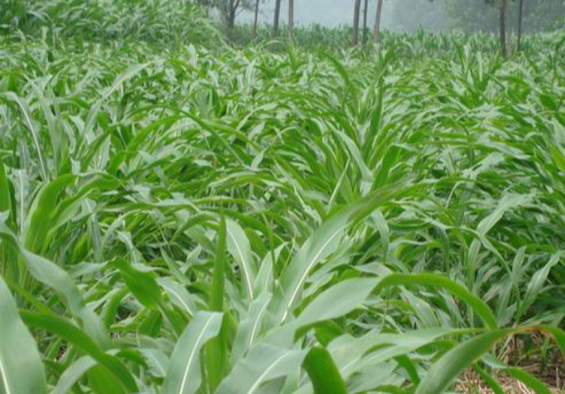 墨西哥玉米草种牧草种籽四季养殖多年生再生进口猪牛羊兔畜禽