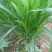 墨西哥玉米草种牧草种籽四季养殖多年生再生进口猪牛羊兔畜禽