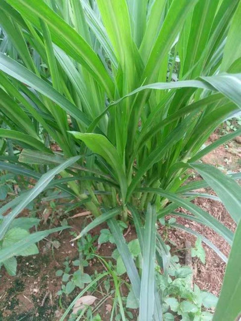 墨西哥玉米草种牧草种籽四季养殖多年生再生进口猪牛羊兔畜禽