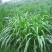 墨西哥玉米草种牧草种籽四季养殖多年生再生进口猪牛羊兔畜禽
