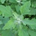 灰灰菜种子四季播养生菜野菜种植野生灰灰菜种子野菜蔬菜种子