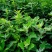 灰灰菜种子四季播养生菜野菜种植野生灰灰菜种子野菜蔬菜种子