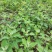 灰灰菜种子四季播养生菜野菜种植野生灰灰菜种子野菜蔬菜种子