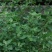 灰灰菜种子四季播养生菜野菜种植野生灰灰菜种子野菜蔬菜种子