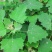 灰灰菜种子四季播养生菜野菜种植野生灰灰菜种子野菜蔬菜种子
