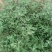 灰灰菜种子四季播养生菜野菜种植野生灰灰菜种子野菜蔬菜种子