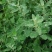 灰灰菜种子四季播养生菜野菜种植野生灰灰菜种子野菜蔬菜种子