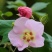 木芙蓉种子芙蓉花种子拒霜花观花木莲地芙蓉种子花草种子