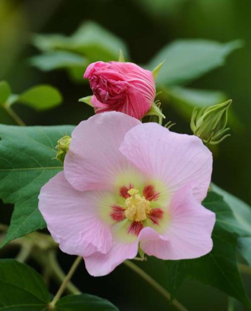 木芙蓉种子芙蓉花种子拒霜花观花木莲地芙蓉种子花草种子