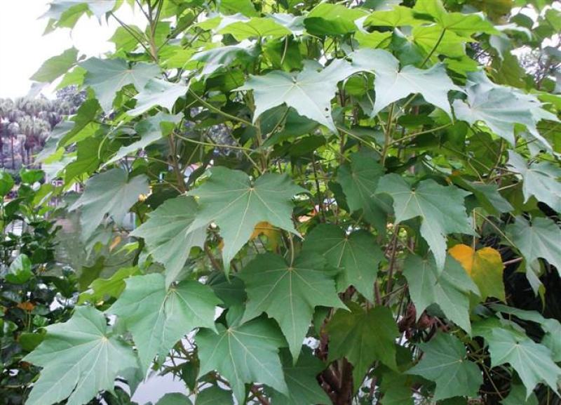 木芙蓉种子芙蓉花种子拒霜花观花木莲地芙蓉种子花草种子