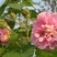 木芙蓉种子芙蓉花种子拒霜花观花木莲地芙蓉种子花草种子