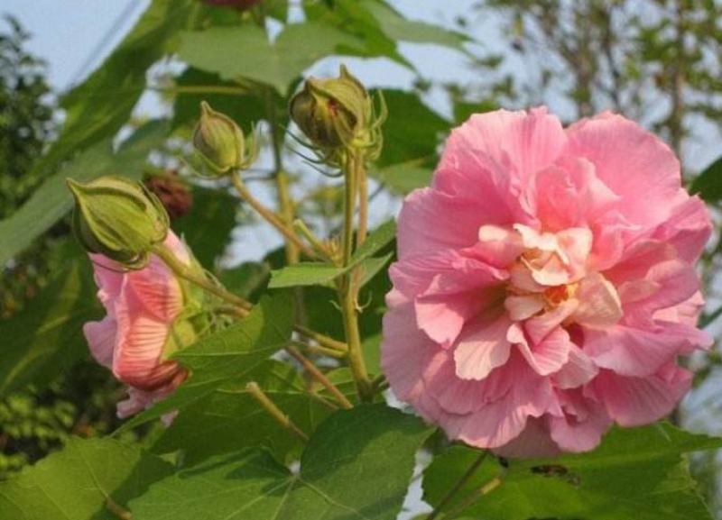 木芙蓉种子芙蓉花种子拒霜花观花木莲地芙蓉种子花草种子