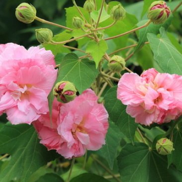 木芙蓉种子芙蓉花种子拒霜花观花木莲地芙蓉种子花草种子
