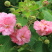 木芙蓉种子芙蓉花种子拒霜花观花木莲地芙蓉种子花草种子