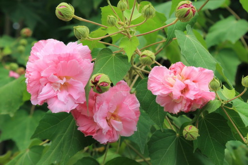 木芙蓉种子芙蓉花种子拒霜花观花木莲地芙蓉种子花草种子