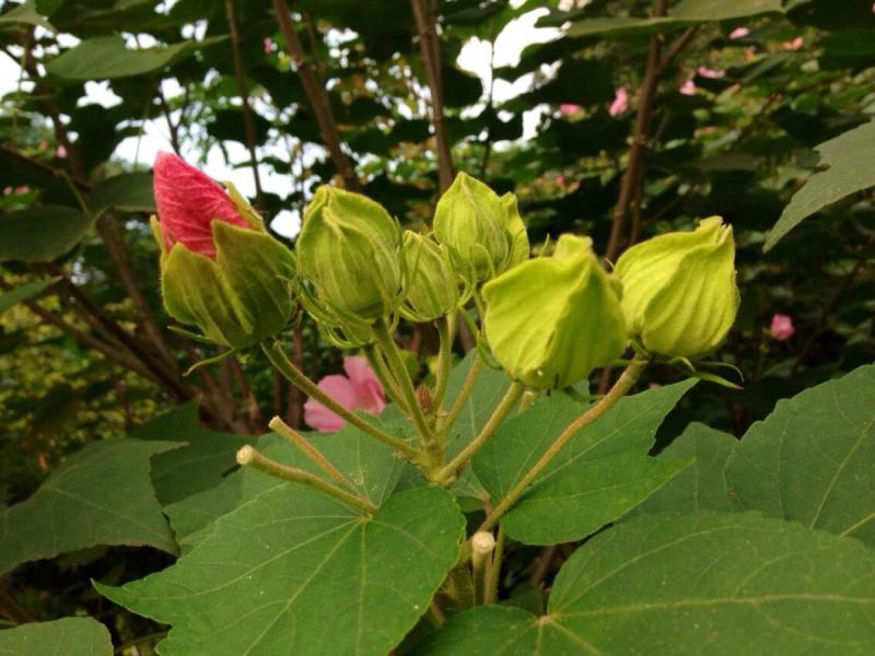 木芙蓉种子芙蓉花种子拒霜花观花木莲地芙蓉种子花草种子