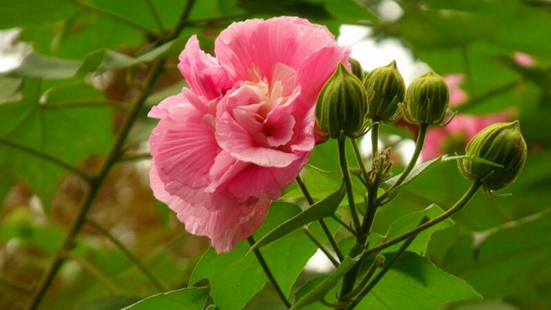 木芙蓉种子芙蓉花种子拒霜花观花木莲地芙蓉种子花草种子