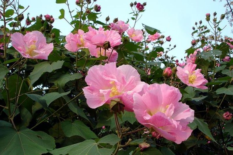 木芙蓉种子芙蓉花种子拒霜花观花木莲地芙蓉种子花草种子