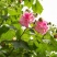 木芙蓉种子芙蓉花种子拒霜花观花木莲地芙蓉种子花草种子