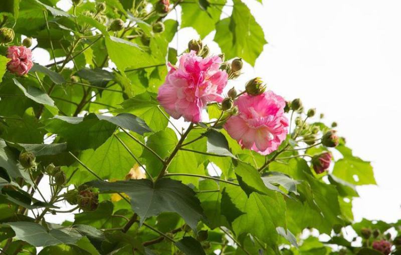 木芙蓉种子芙蓉花种子拒霜花观花木莲地芙蓉种子花草种子