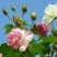 木芙蓉种子芙蓉花种子拒霜花观花木莲地芙蓉种子花草种子