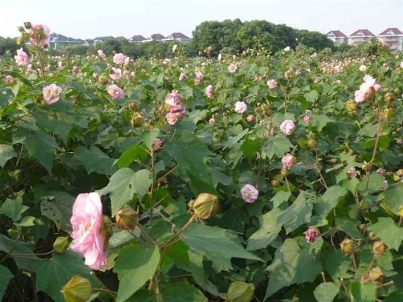 木芙蓉种子芙蓉花种子拒霜花观花木莲地芙蓉种子花草种子