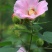 木芙蓉种子芙蓉花种子拒霜花观花木莲地芙蓉种子花草种子