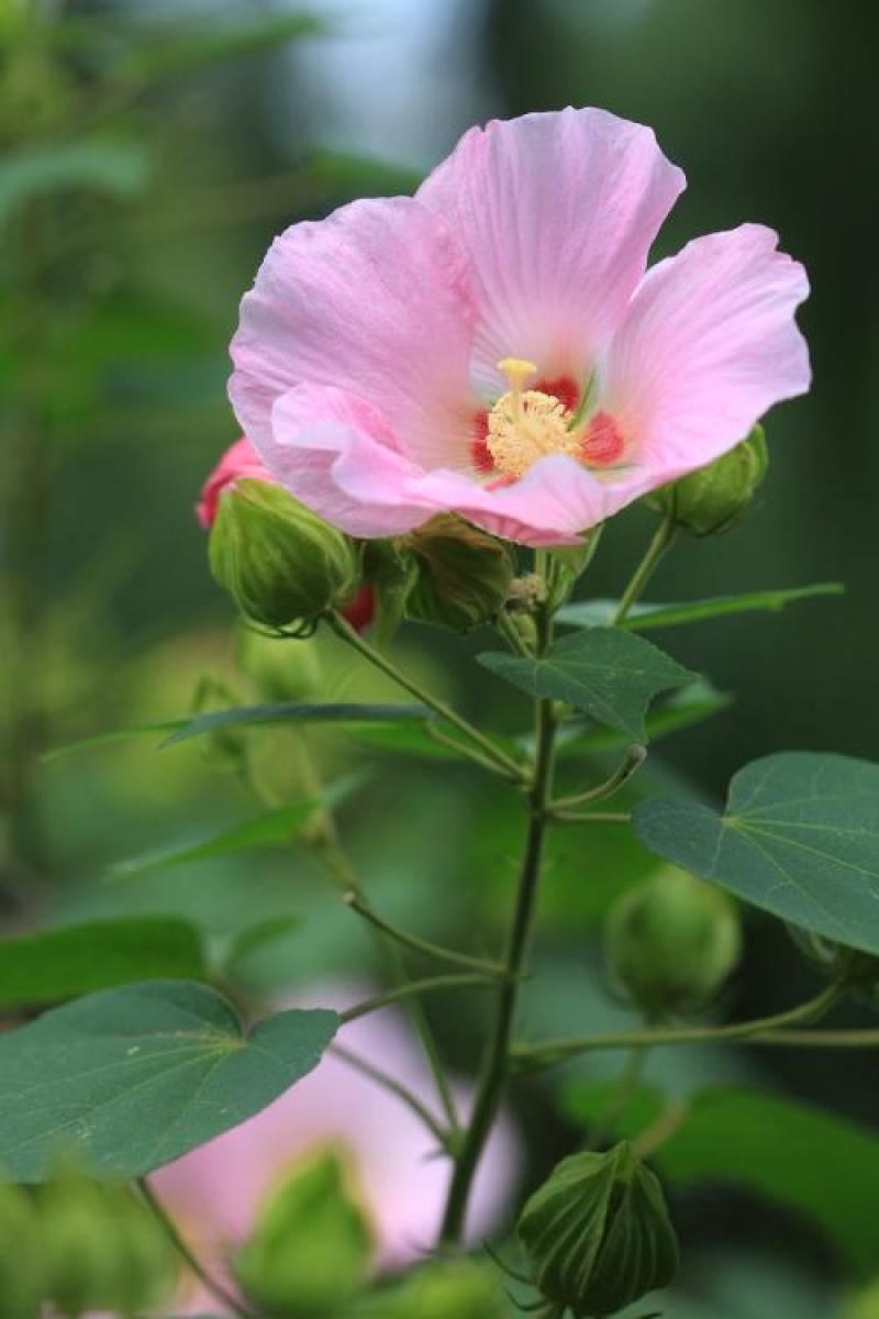 木芙蓉种子芙蓉花种子拒霜花观花木莲地芙蓉种子花草种子