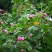 木芙蓉种子芙蓉花种子拒霜花观花木莲地芙蓉种子花草种子