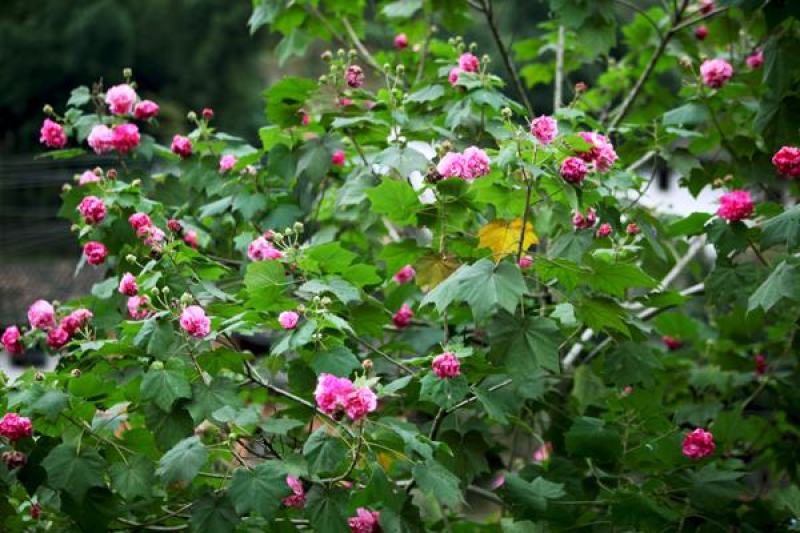 木芙蓉种子芙蓉花种子拒霜花观花木莲地芙蓉种子花草种子