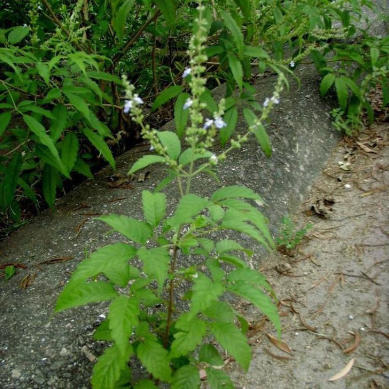 药材种子补骨脂种子中草药种子破故纸婆固脂胡韭子