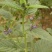 药材种子补骨脂种子中草药种子破故纸婆固脂胡韭子