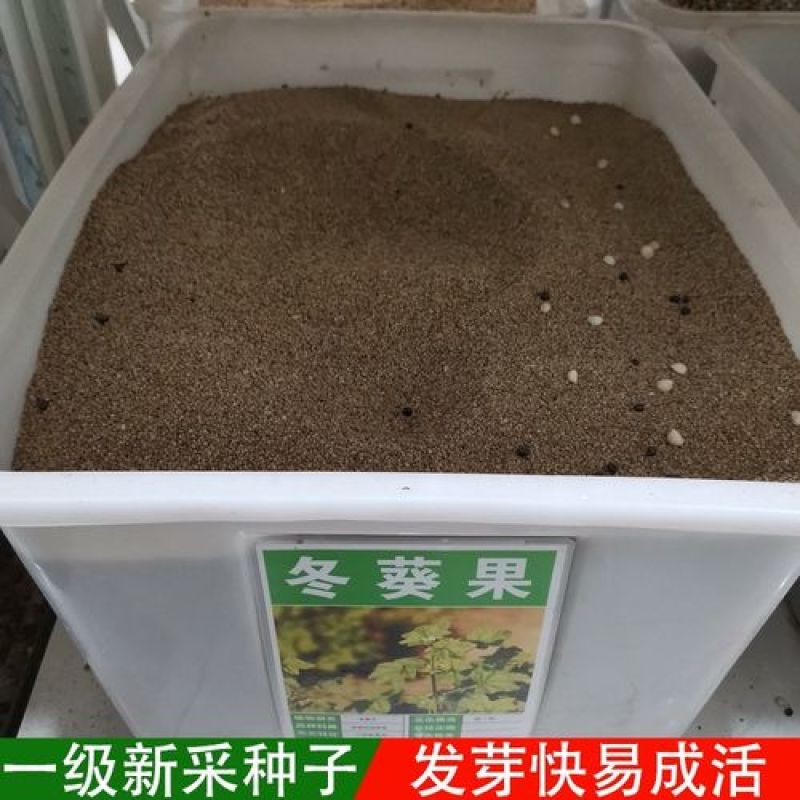冬葵果种子冬葵子锦葵科锦葵属冬葵可入药种籽