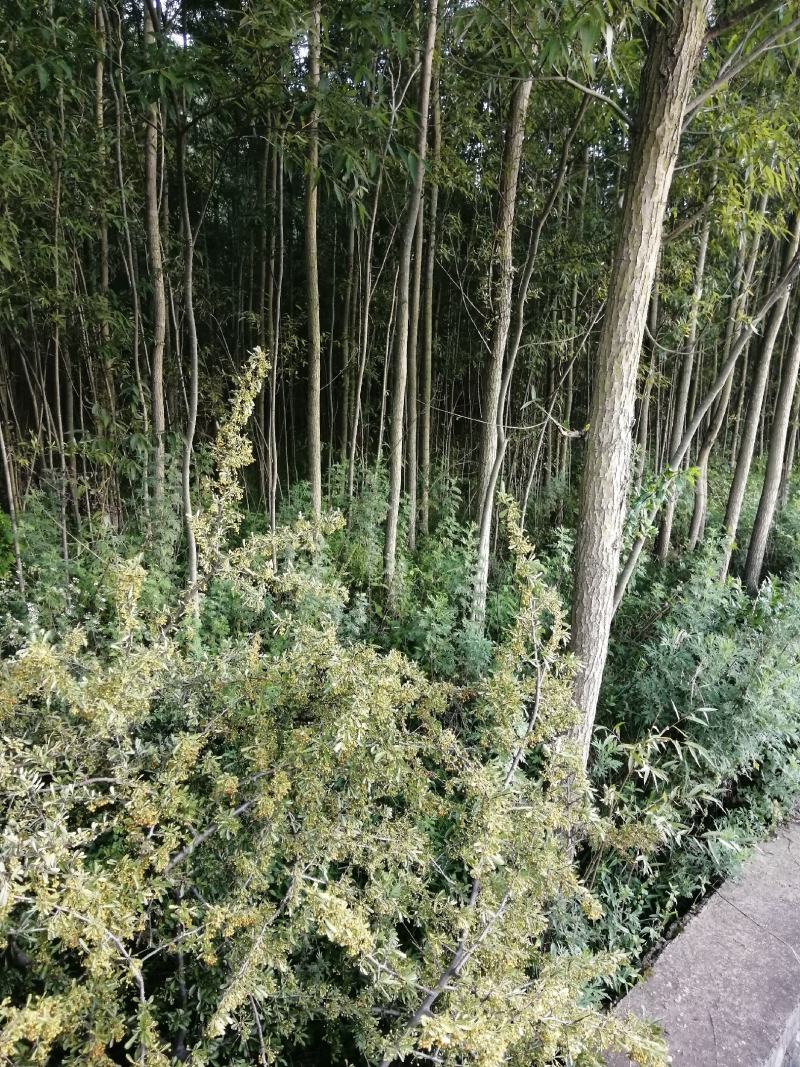 柳树