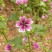 四季种锦葵种子荆葵金钱紫花葵花种籽子四季易活高杆露天花卉