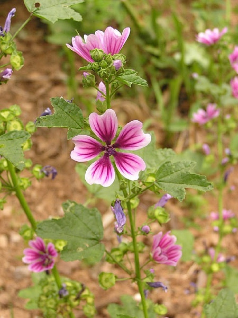 四季种锦葵种子荆葵金钱紫花葵花种籽子四季易活高杆露天花卉
