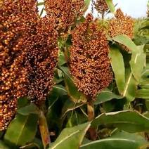 红高粱种子高产高粱种子大田四季播易种植抗倒伏耐旱涝