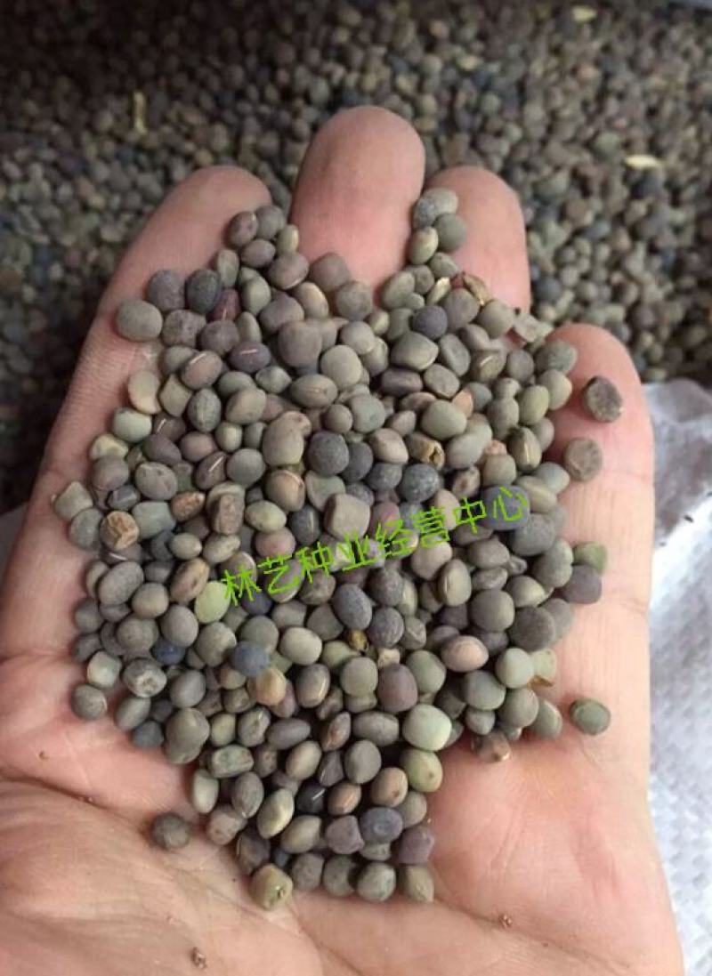 箭舌豌豆种子田林果园固氮绿肥籽青饲料牧草景观花卉