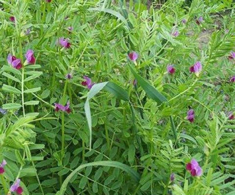 箭舌豌豆种子田林果园固氮绿肥籽青饲料牧草景观花卉
