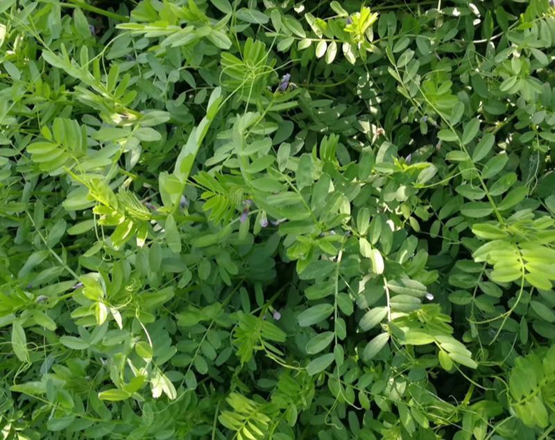 箭舌豌豆种子田林果园固氮绿肥籽青饲料牧草景观花卉