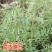 箭舌豌豆种子田林果园固氮绿肥籽青饲料牧草景观花卉
