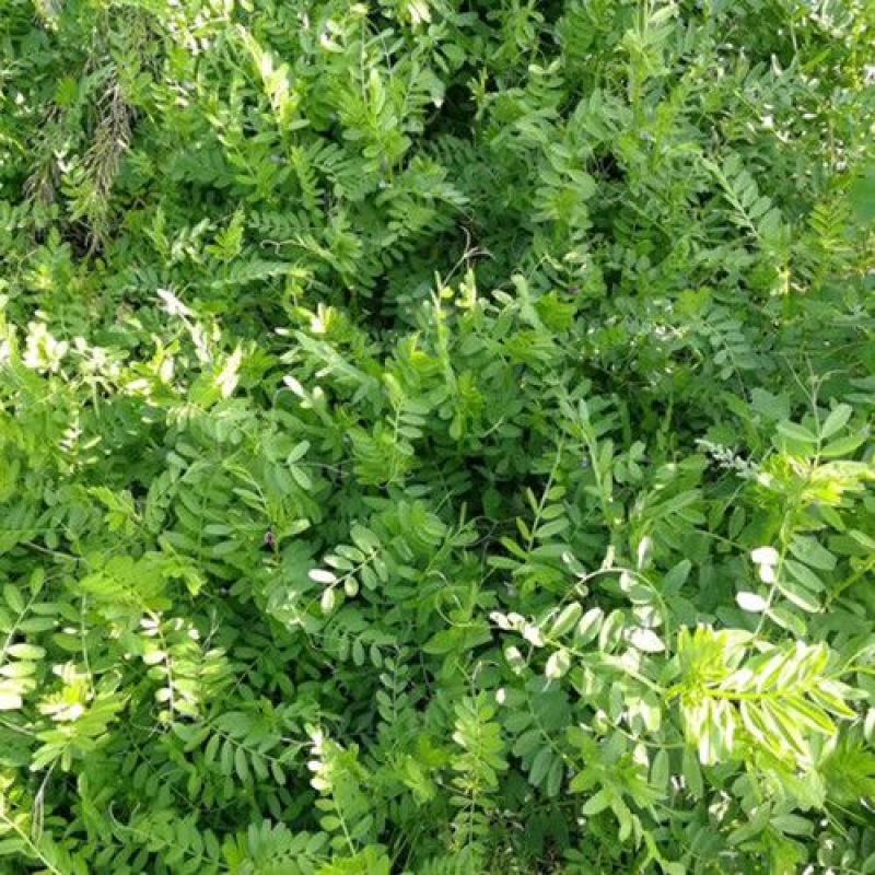 箭舌豌豆种子田林果园固氮绿肥籽青饲料牧草景观花卉