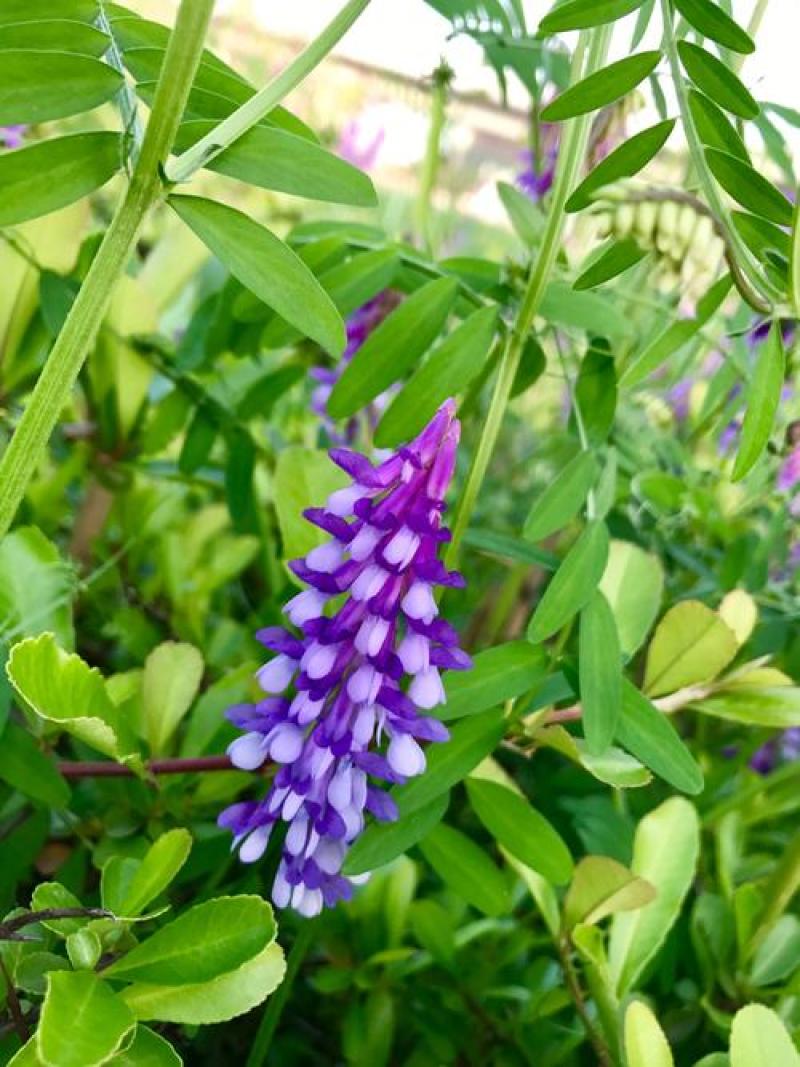 箭舌豌豆种子田林果园固氮绿肥籽青饲料牧草景观花卉