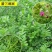 箭舌豌豆种子田林果园固氮绿肥籽青饲料牧草景观花卉
